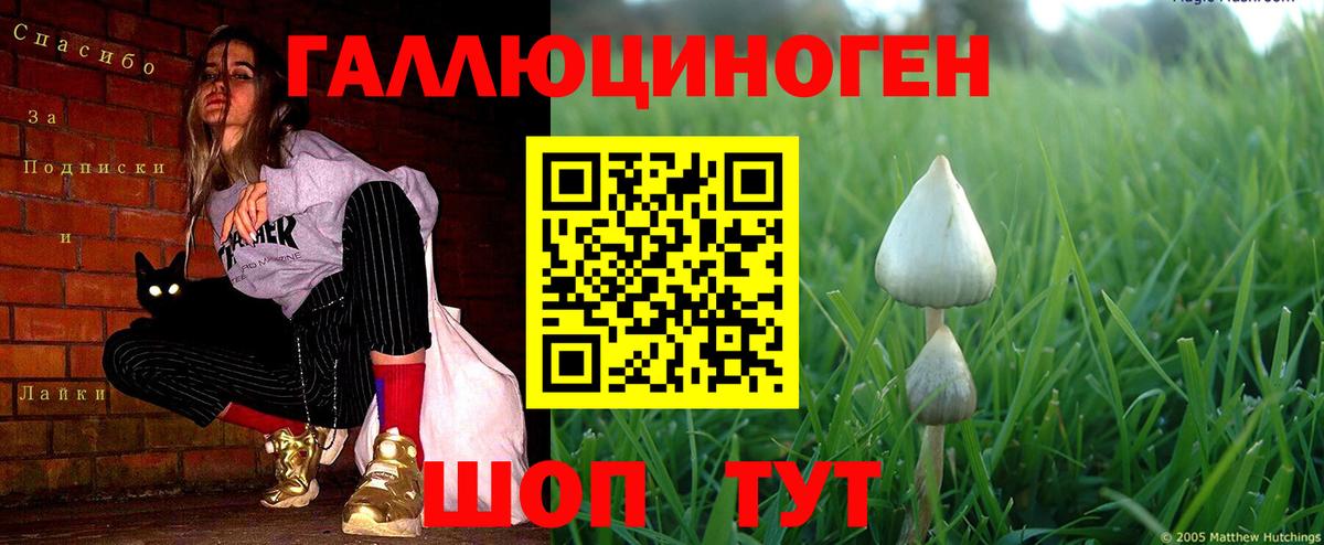 Псилоцибиновые грибы Psilocybe Верхняя Салда